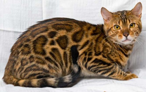 kucing bengal