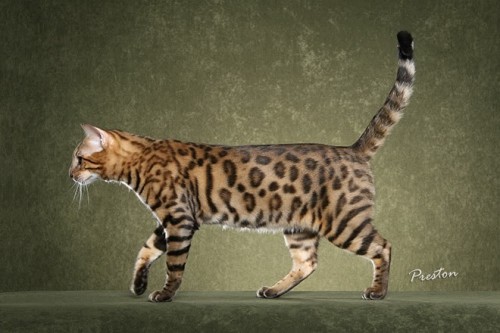 Kucing Bengal (Spotted)